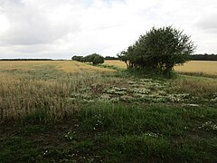 Boundary between two fields of barley - geograph.org.uk - 6323899.jpg