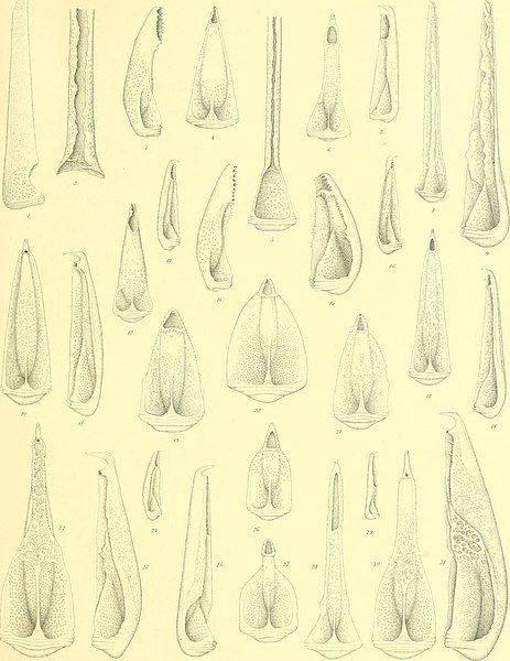 File:Echinoidea (1903) (20952945949).jpg