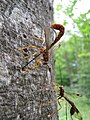 The parasitoid wasp Megarhyssa macrurus ovipositing into host through wood. Her body is c. 50 mm long, her ovipositor c. 100 mm.