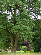 Quercus robur - ND in Seeshaupt - 2022-06-08 - 869b.jpg