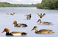 ID composite