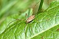 Ek harvestman (Rilaena triangularis)