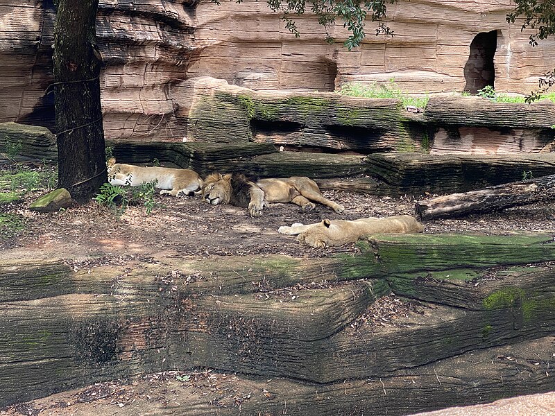 File:Riverbanks Zoo Panthera leo July 2024 1.jpg