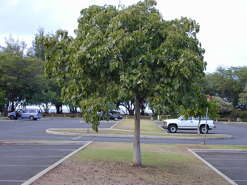 File:Starr-010206-0224-Cordia subcordata-habit-Kanaha Beach-Maui (24448734441).jpg