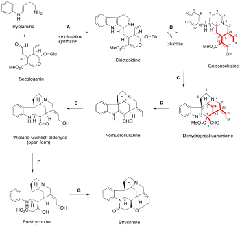 Strychnine biosynthesis