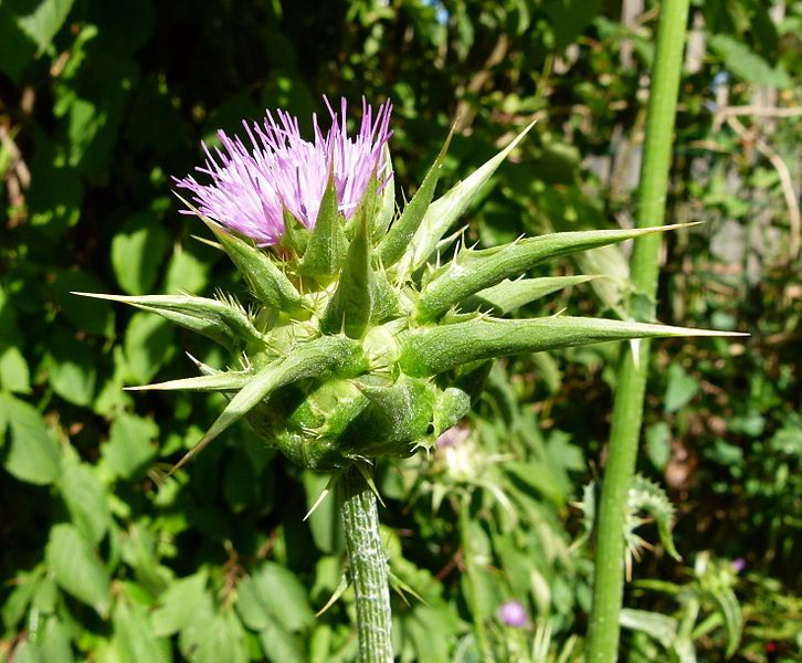 File:Silybum marianum Parc floral.JPG