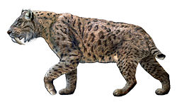 Smilodon fatalis -lajin rekonstruktio.