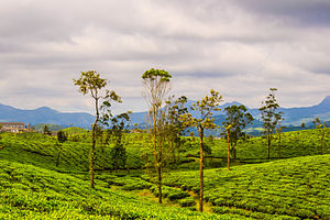 Ladang Teh Valparai.