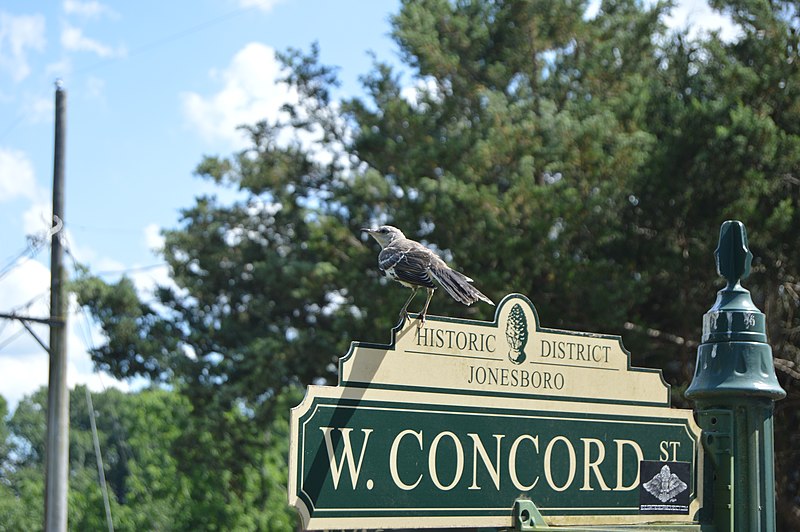 File:Morganton mockingbird.jpg