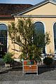 Granatapfelbaum als Kübelpflanze aus dem Jahr 1653 im Berggarten in Hannover-Herrenhausen