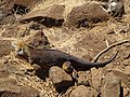 A Conolophus subcristatus, Galapagos Land Iguana at North Seymour Island.