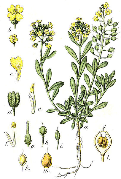 File:Alyssum montanum Sturm20.jpg