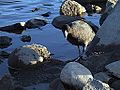 American Coot