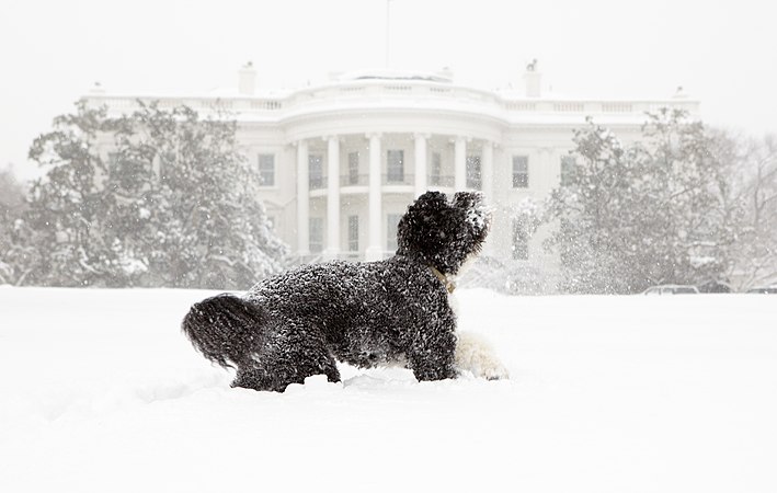 Bo in the snow: