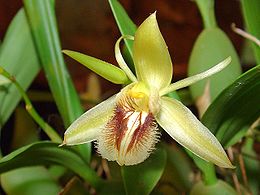 Blakstienotoji ertmenė (Coelogyne fimbriata)