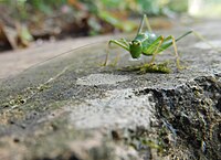 A male on a wall near St Mewan, Cornwall, UK.