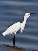 Fishing 5 - swallowing, Muttukadu, India