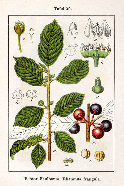 File:Frangula alnus Sturm07025.jpg