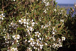 Leptospermum laevigatum flowers and foliage.jpg