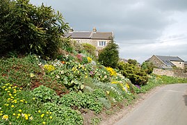 Roadside Flowers - geograph.org.uk - 3157352.jpg