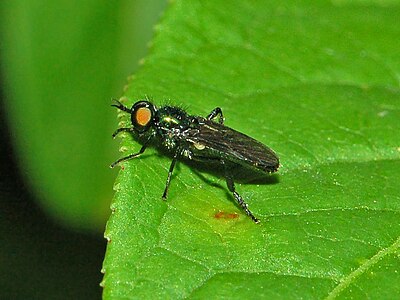 Groene stekelwapenvlieg Actina chalybea