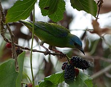 Saí azul (Dacnis cayana).jpg