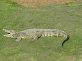 Mamba wa Uthai Crocodylus siamensis