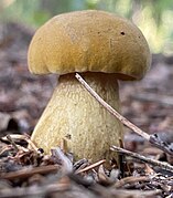 Le Bolet amer (Tylopilus felleus)