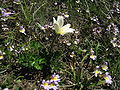 Anemone baldensis habitus