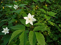 Anemone trifolia