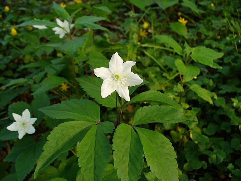 File:Anemone trifoliata.JPG