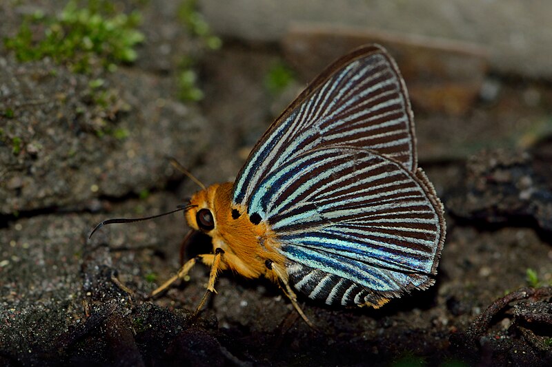 File:Close wing posture mud-puddling of Burara amara (Moore, (1866)) – Small Green Awlet WLB-NEI DSC 1840.jpg