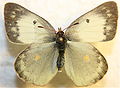 Colias philodice ♀ f.alba