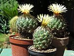 Coryphantha delicata