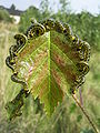 Craesus septentrionalis kaj penda betulo (Betula pendula)