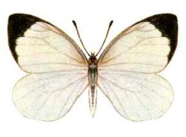 Elodina perdita