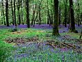 La forêt d'Andaine à Bagnoles-de-l'Orne.