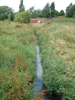 A narrow stream edged with overgrown grasses