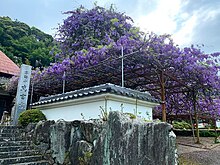 神光寺「のぼり藤」(徳島県神山町)