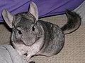 Chinchilla domestic