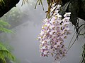 Filipininis falenopsis (Phalaenopsis philippinensis)