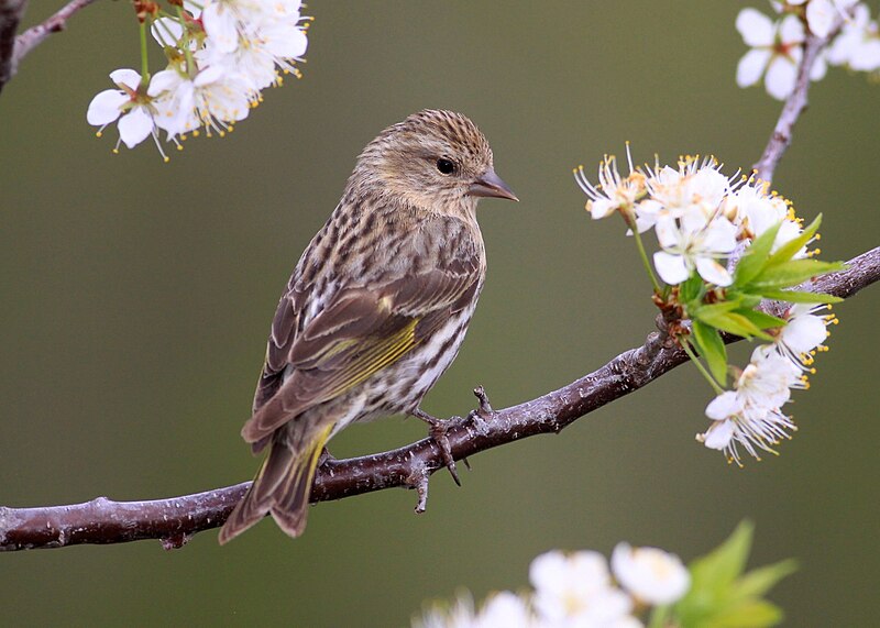 File:Pine Siskin (8760977979).jpg