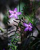 two purple flowers on long stems