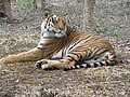 Tigers at Bannerghatta National Park