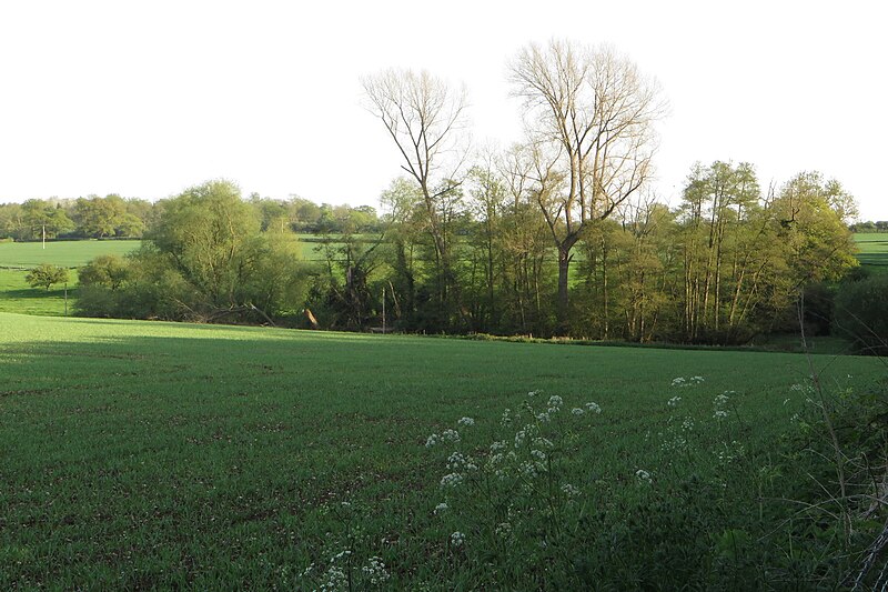 File:Trees by the Biddlesden lake - geograph.org.uk - 5766571.jpg