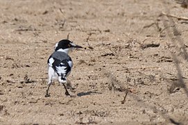 White-tailed Shrike 143ND500 DSC0729.jpg