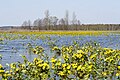 Narew Valley, Poland