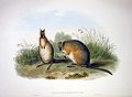 Macropus eugenii