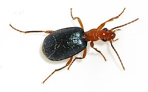 Brachinus-explodens-07-fws.jpg