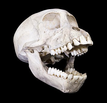 Yellow Baboon skull Papio hamadryas cynocephalus